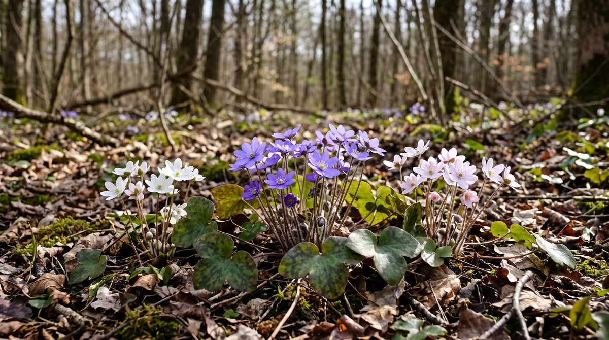 Hepatica in bloom with lavender, white and pink flowers among fallen leaves on a shady woodland floor in early spring