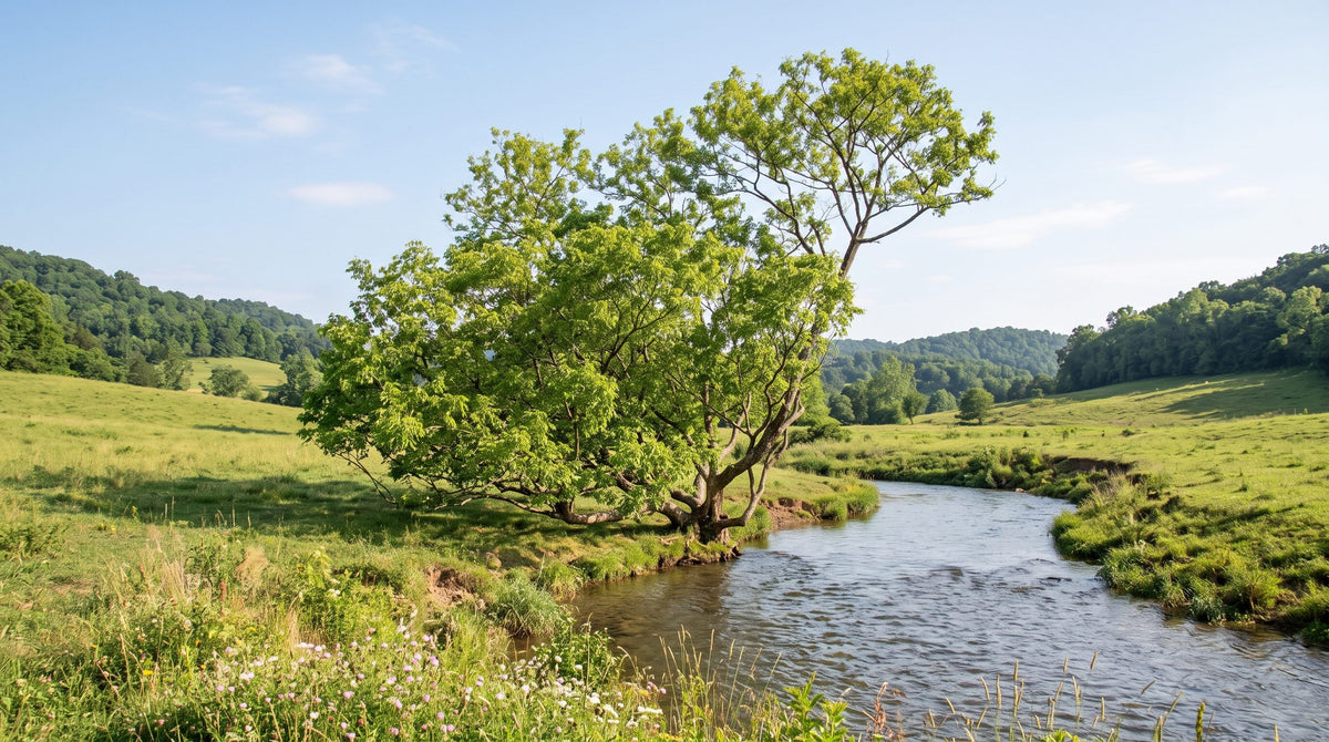Mature box elder tree with a broad, uneven green canopy growing beside a quiet stream in summer